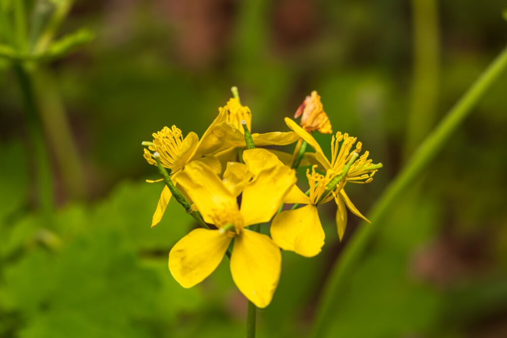 Detailed close-up of a bright yellow wildflower in full bloom, showcasing intricate petals and stamens.